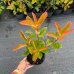 Červienka Fraserova (Photinia × fraseri) ´ROBUSTA COMPACTA´ - výška 30-40 cm, kont. C2L